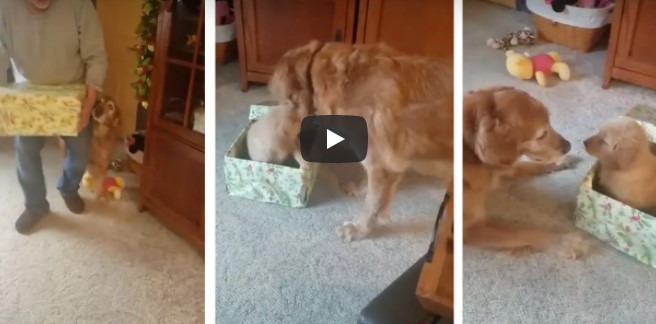 Älterer Hund bekommt ein Weihnachtsgeschenk – schau dir seine Reaktion an, als er sich etwas bewegen sieht